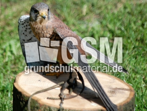 Turmfalke_Männchen_2.JPG